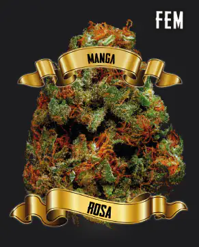 Semente de maconha manga rosa feminizada